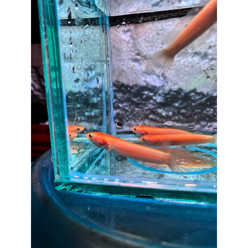 Golden xantic limbata 7cm