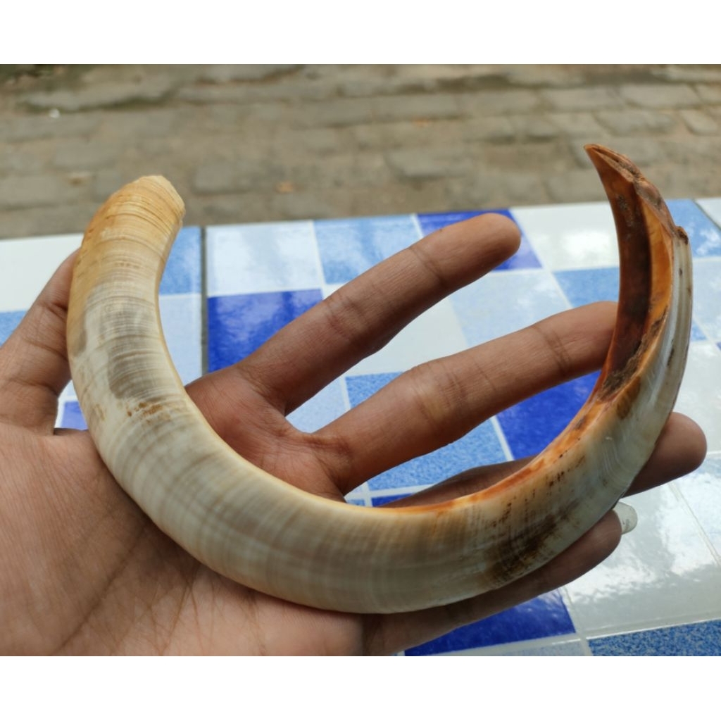 Liontin taring babi asli setengah melingkar