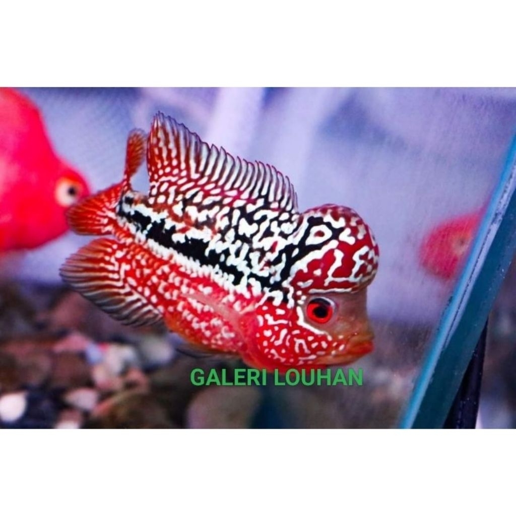 burayak Louhan kamfa f3 by mongkol Thailand sz 2-4cm