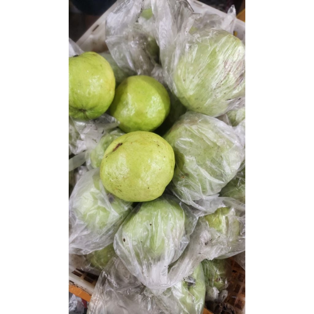jambu kristal fresh 1kg - Jambu Cristal Tanpa Biji 1 kg
