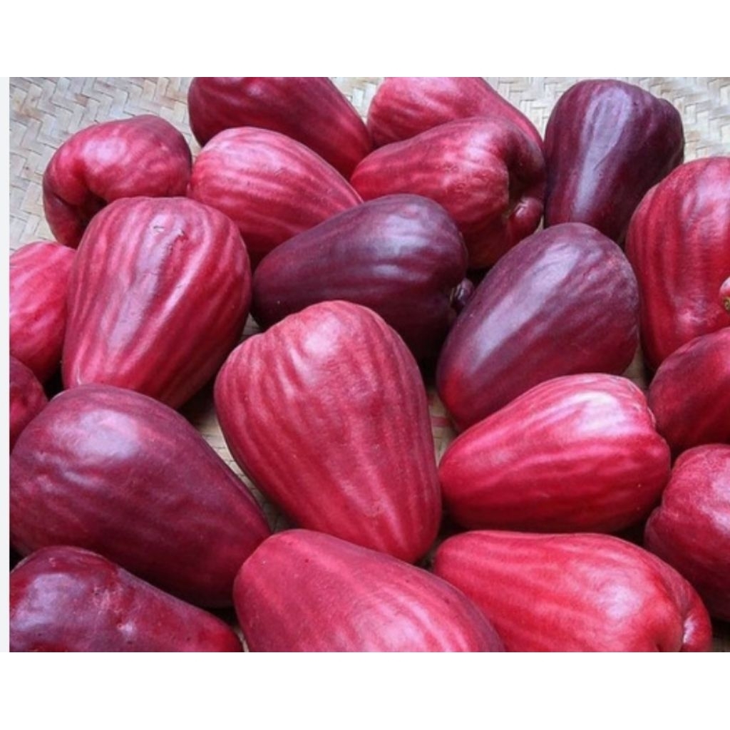 BUAH JAMBU AIR CINCALO FRESH MANIS SEGAR