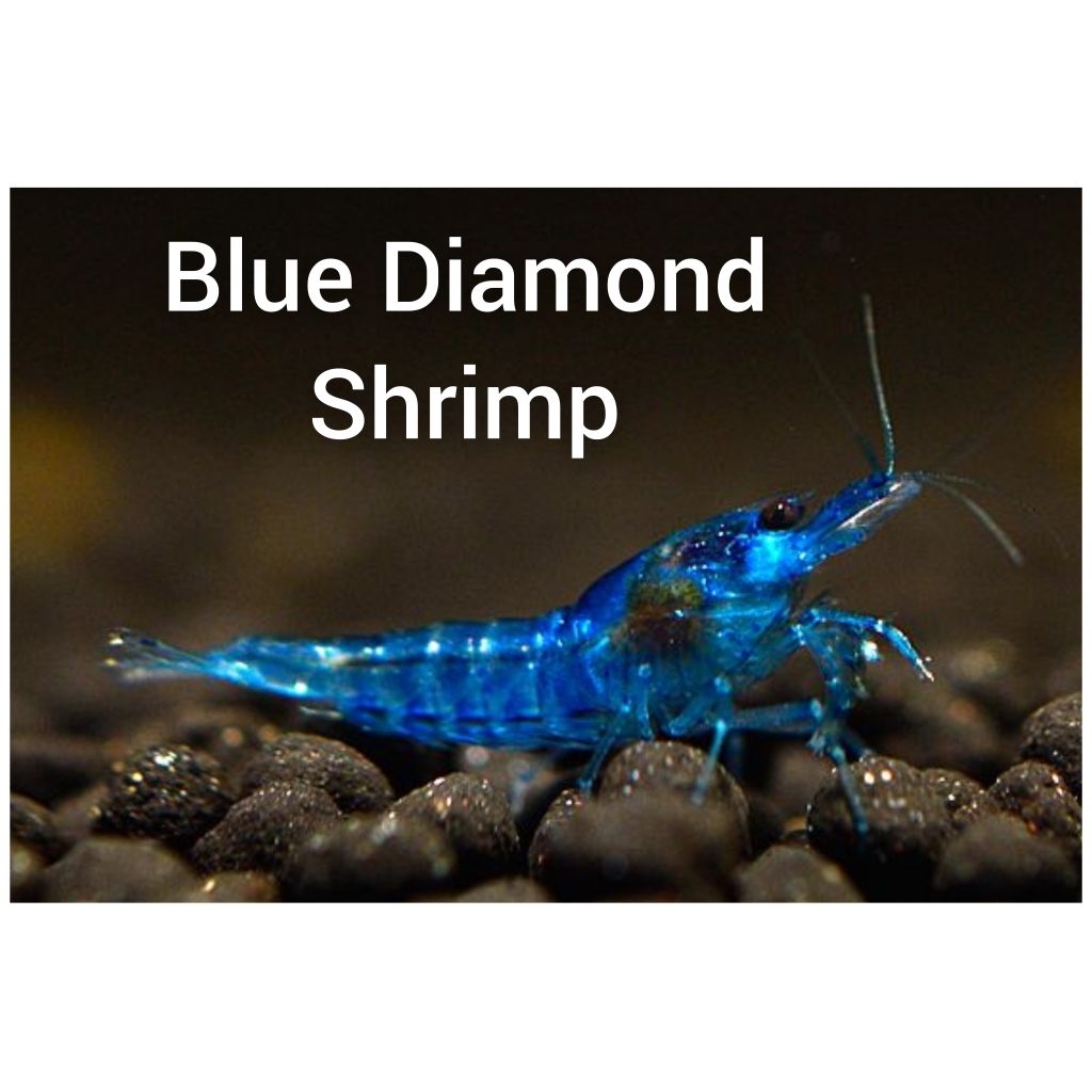 Blue Diamond Shrimp Udang Hias Aquarium Aquascape Udang Hias Air Tawar