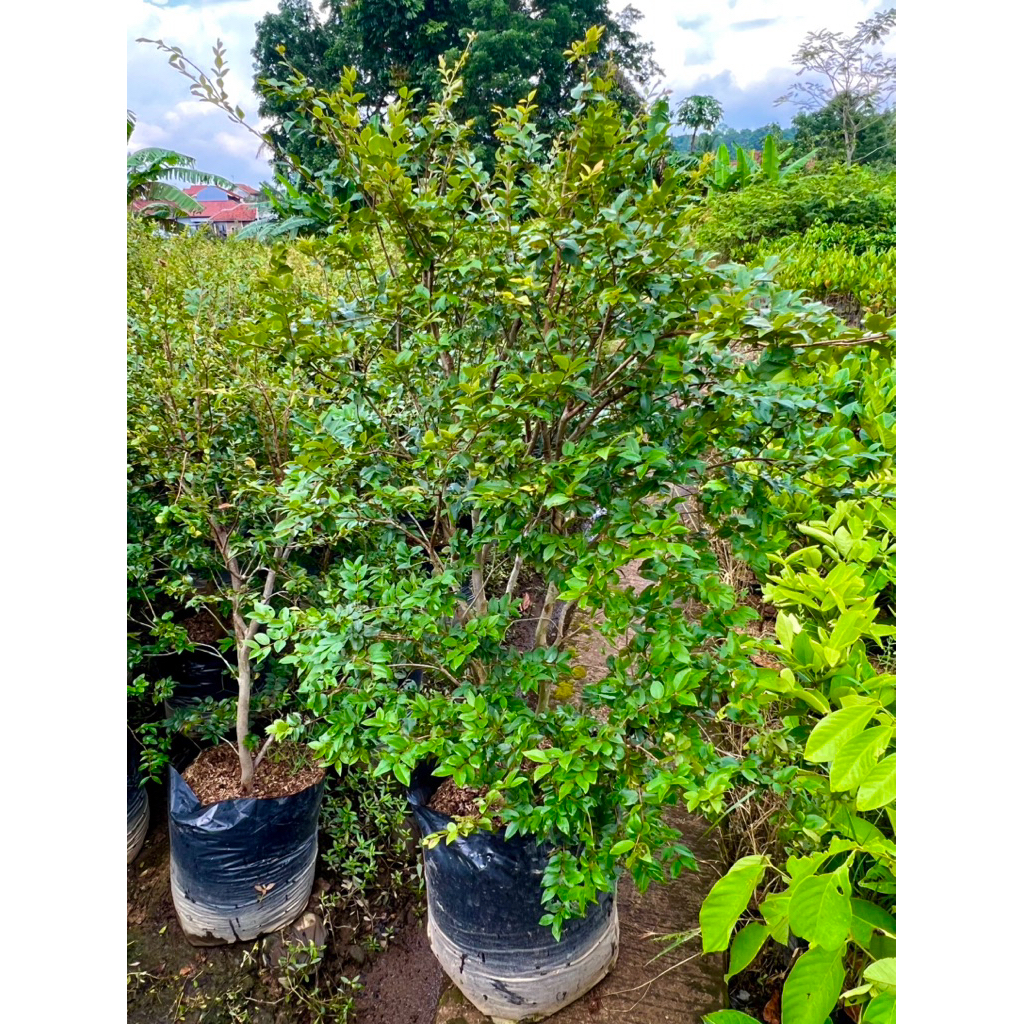 Bibit Anggur Brazil Anggur Preco Anggur Pohon Siap Berbuah Spek Super Rimbun