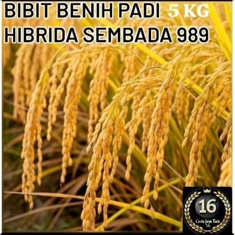 BENIH PADI SEMBADA 989 KEMASAN 5KG