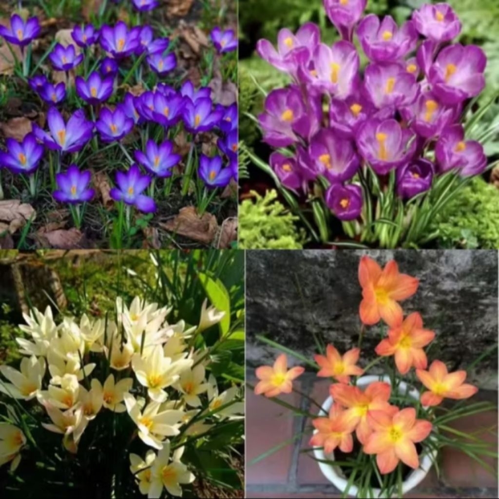 Paket hemat 4 Tanaman Hias Lily Hujan Rain Lily Murah