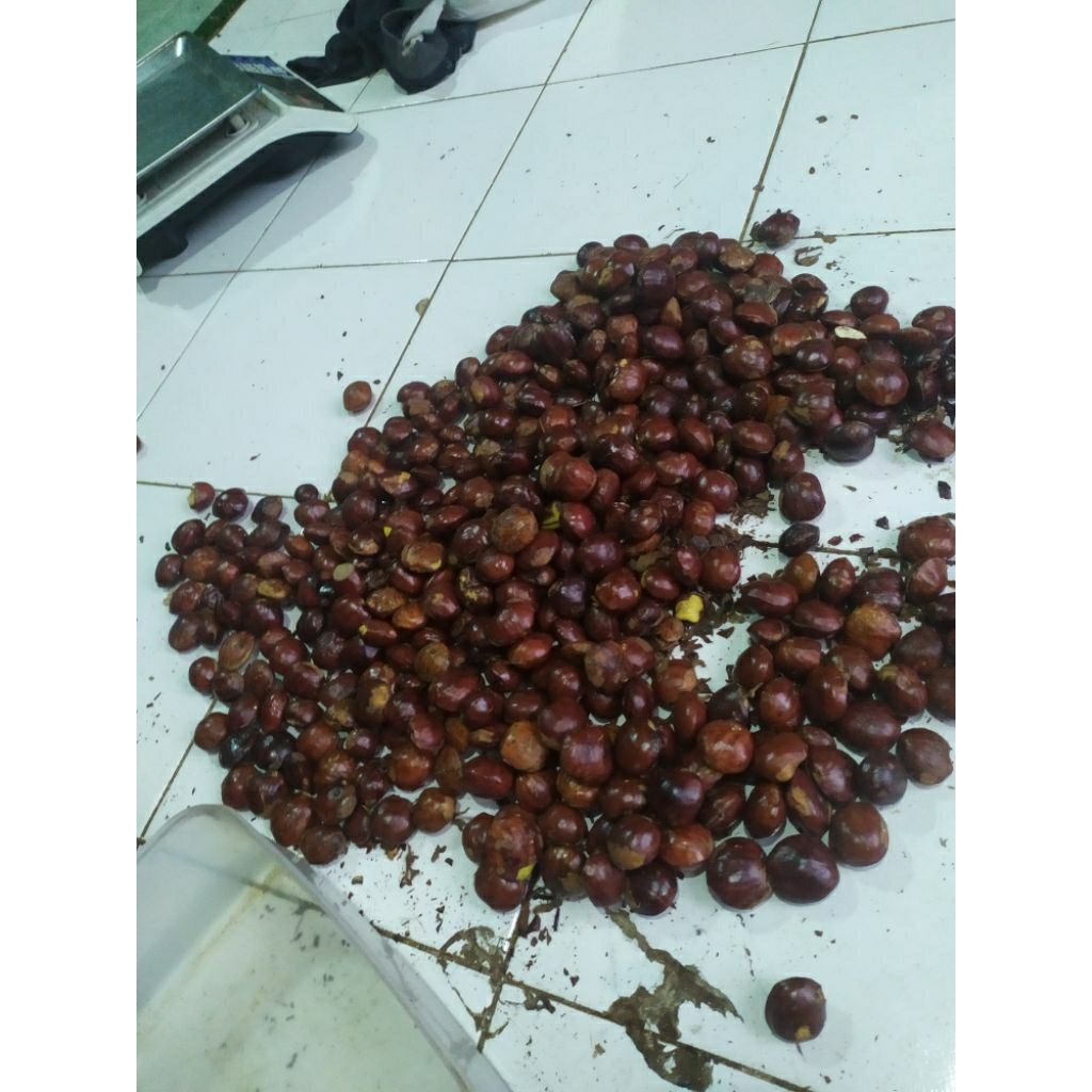 Jengkol Jengkol Jengkol 1 kg