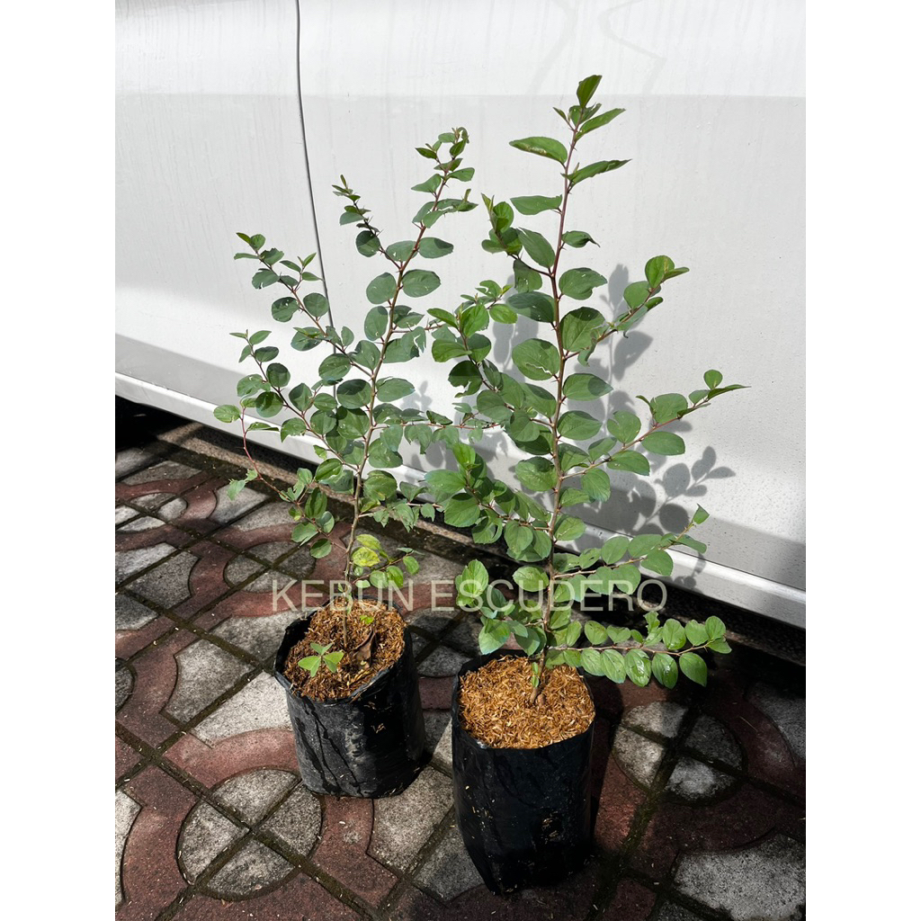 BIdara Arab Asli Tinggi - Tanaman Hias Bidara Arab Tinggi 40-50 cm - Tanaman Pohon Bidara Arab Rimbu