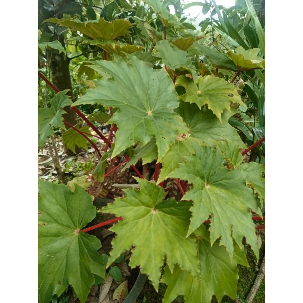 tanaman hias begonia bintang batang merah