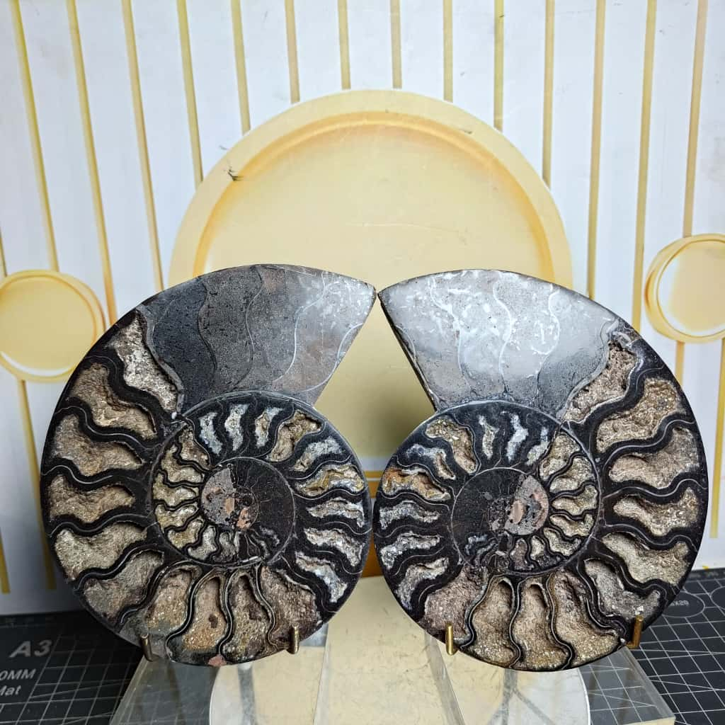 Batu Natural Fossil Keong Black_Ammonite Sepasang (1)