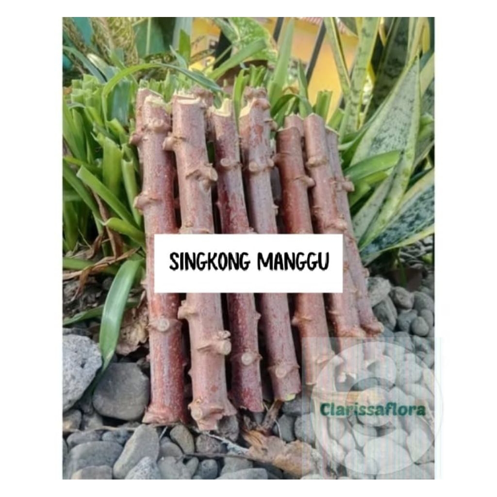 PAKET 10 POHON BATANG SINGKONG MANGGU TINGGI BATANG ± 25CM / PAKET 10 TANAMAN BATANG SINGKONG