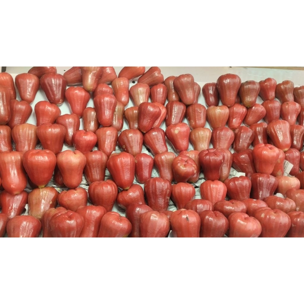 JAMBU CITRA MERAH