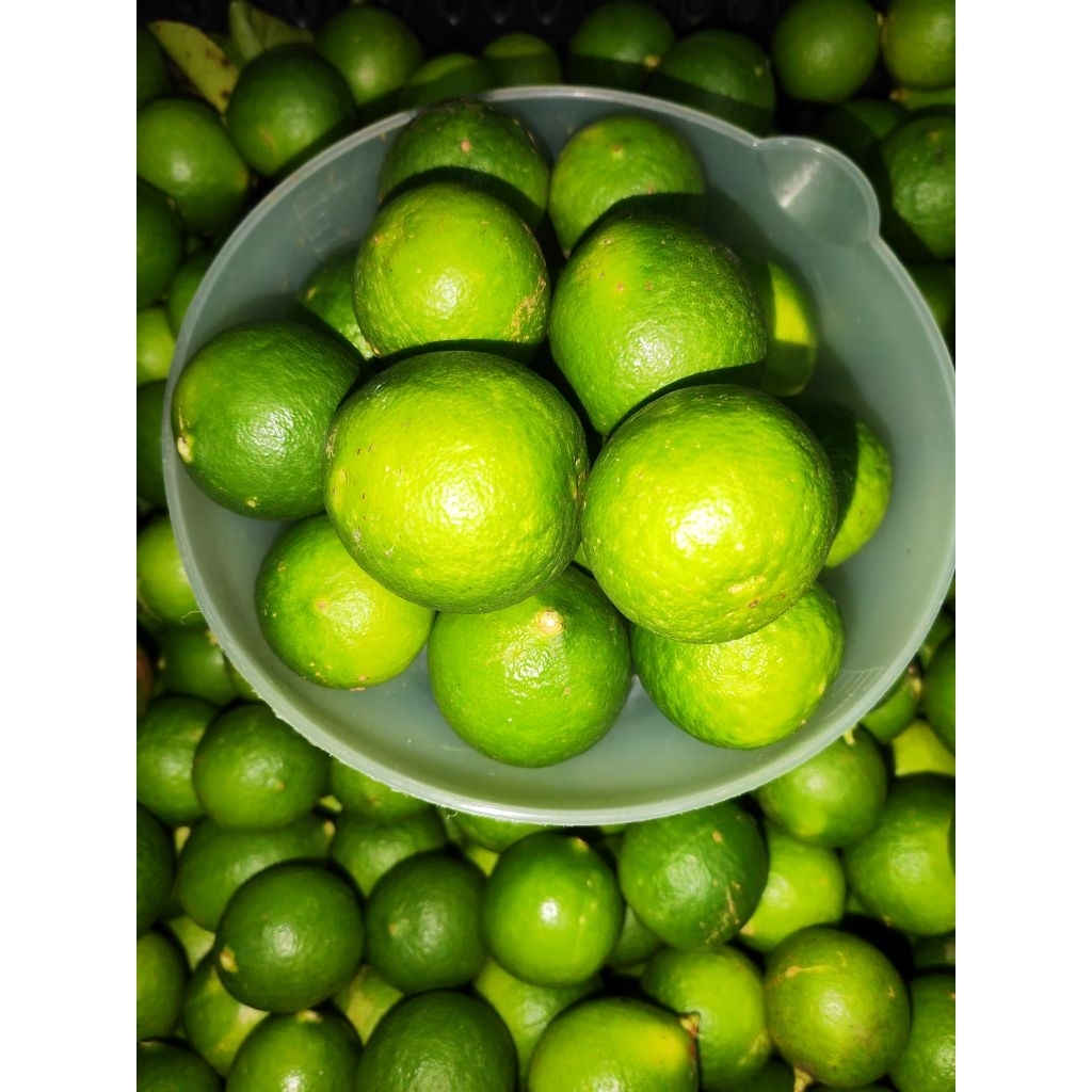 jeruk nipis 1kg jeruk nipis murah