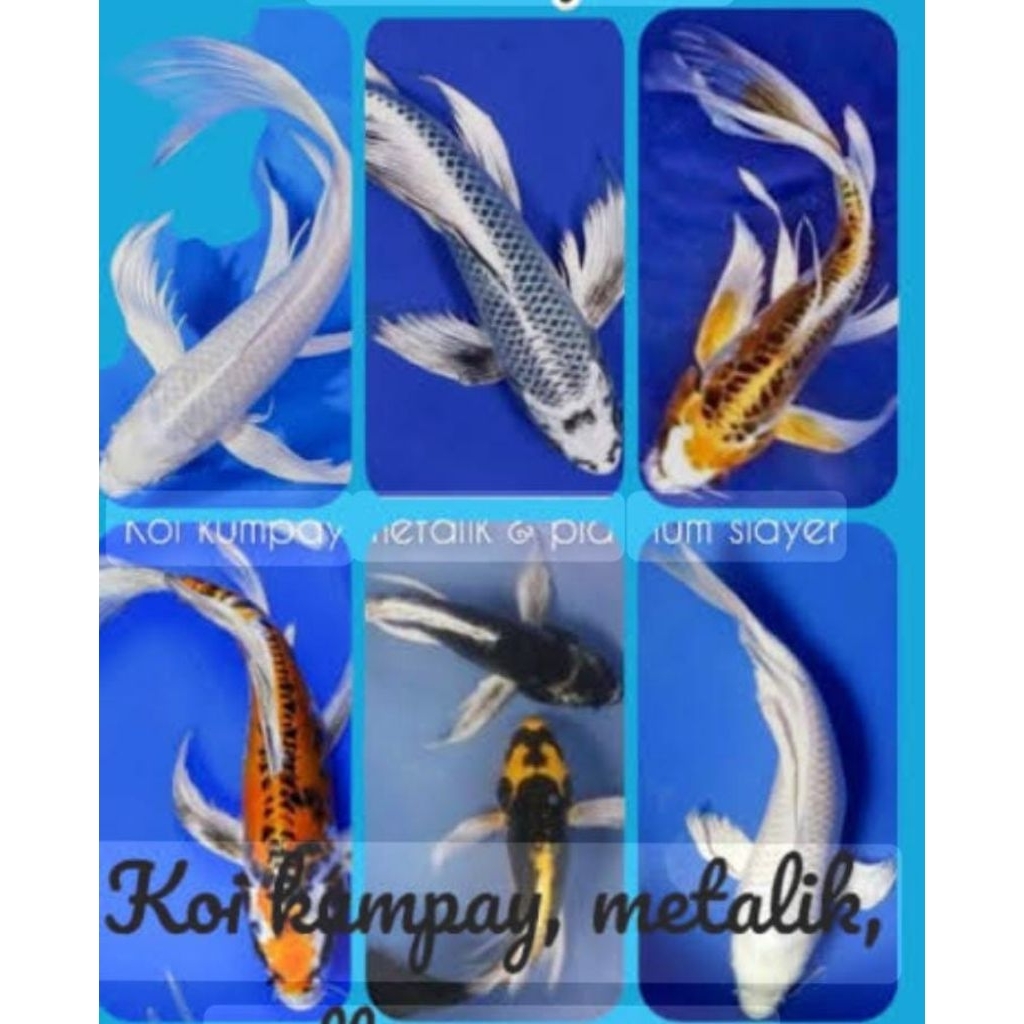 koi kumpay metalik