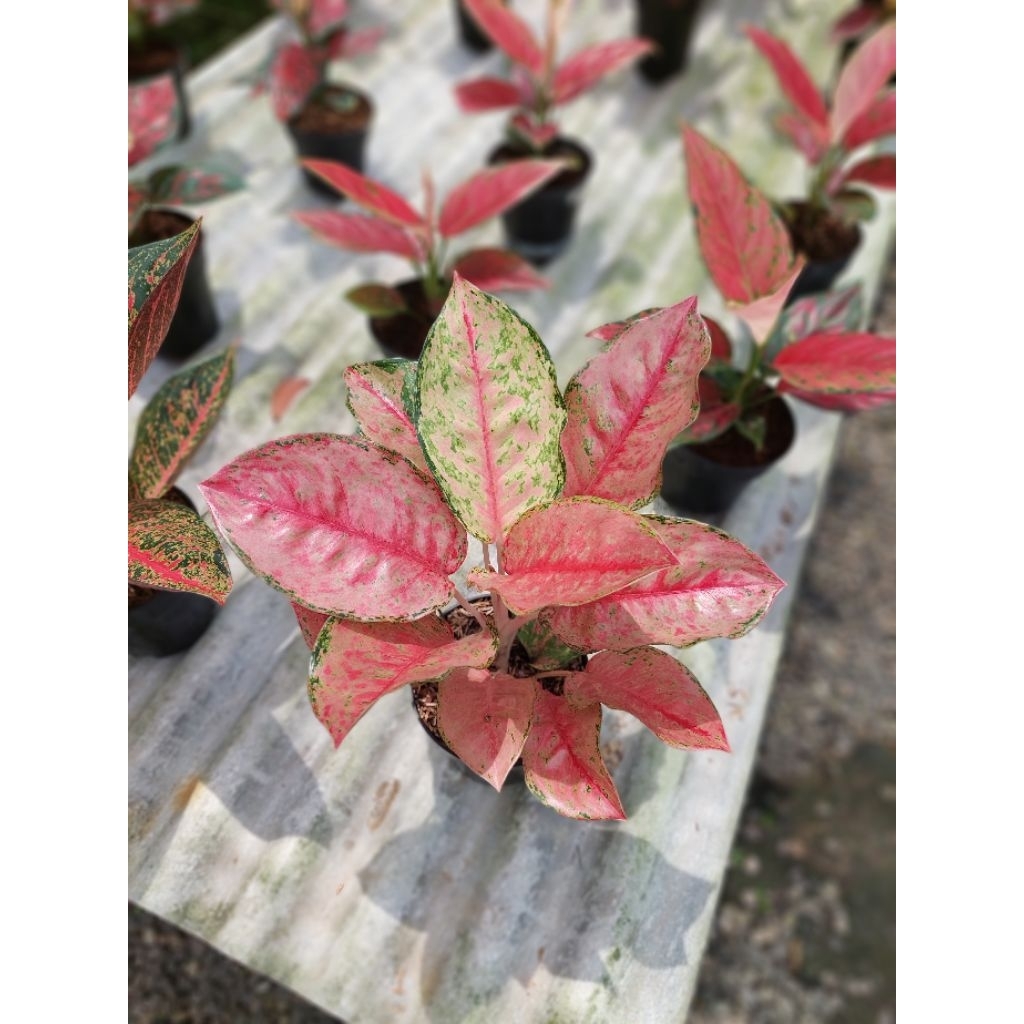 Aglonema dragon crown