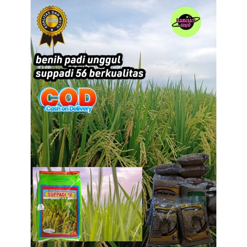 (COD) Benih Bibit Padi SUPPADI56 kemasan 1kg