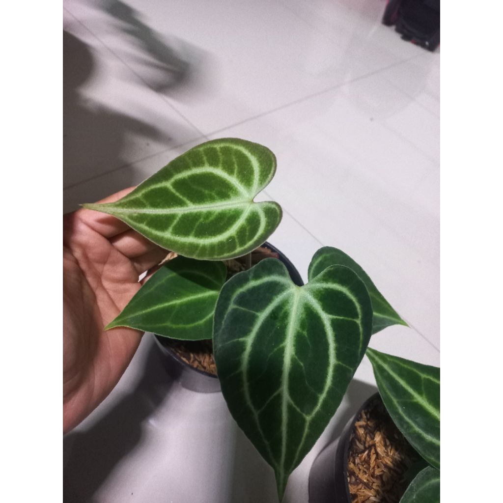 Tanaman Hias Antharium King Clarinervium / Kuping Gajah King Clarinervium / Kuping Gajah Tarantula K