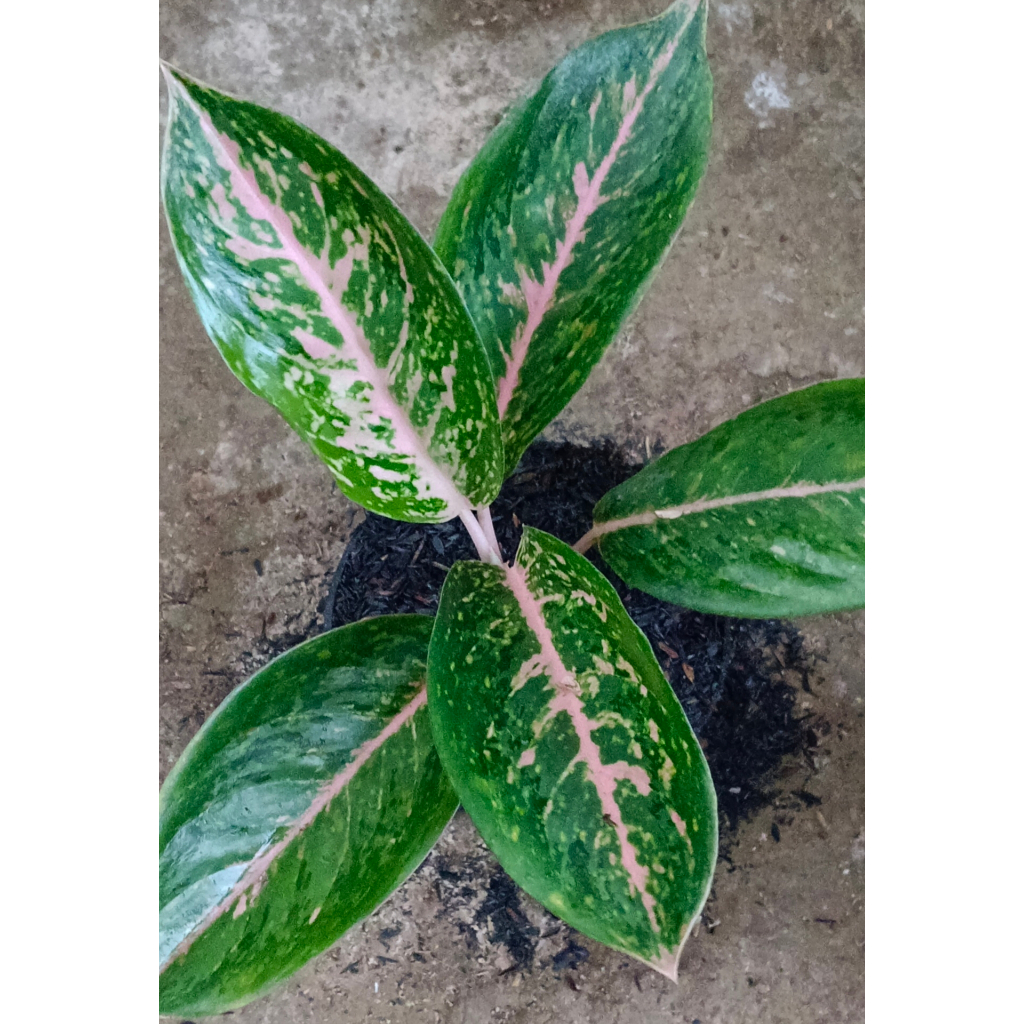 AGLAONEMA "SILVER BELL"