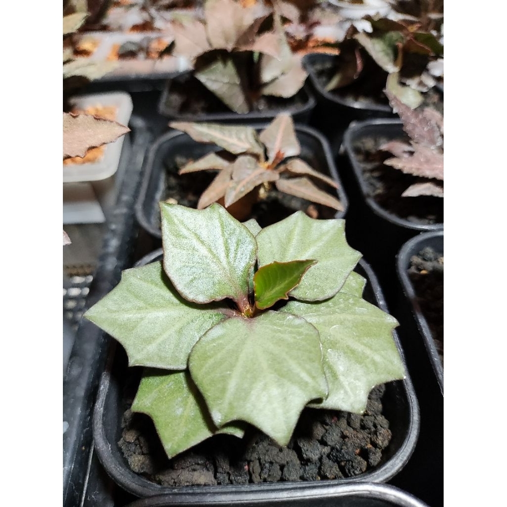 Euphorbia francoisii daun maple