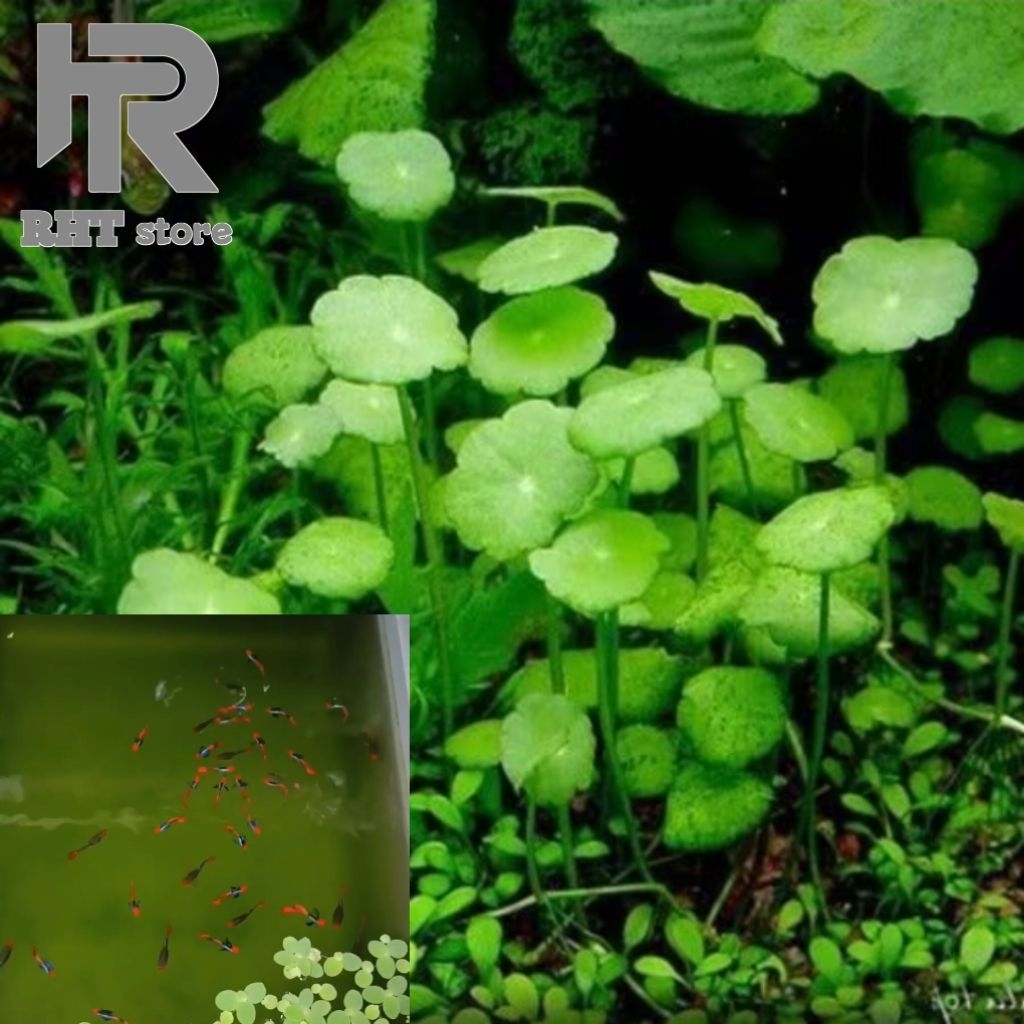 GP_Hiasan Aquarium_ Guppy PRT Koi