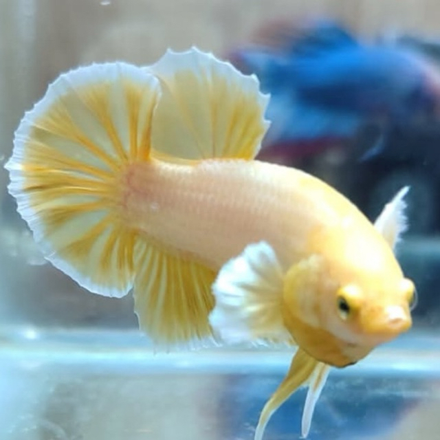 plakat dumbo ear soft gold | plakat dumbo ear multi | Ikan cupang kuping besar