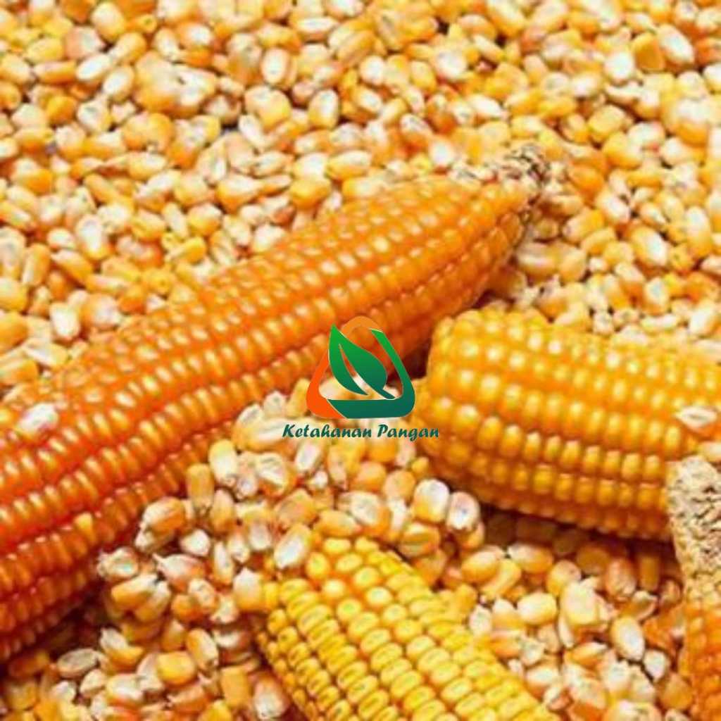 Jagung Pipil Pakan Ayam Pakan Merpati