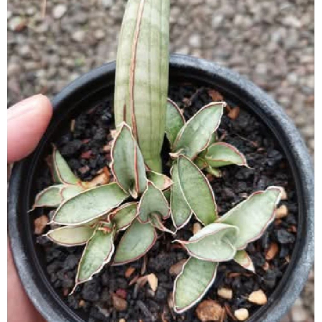 sansevieria eilensis / king of sansevieria D+-3cm