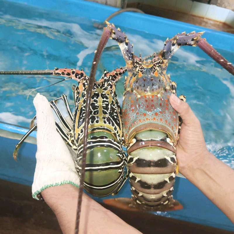 Lobster Fresh Beku Lobster Laut Ukuran Besar