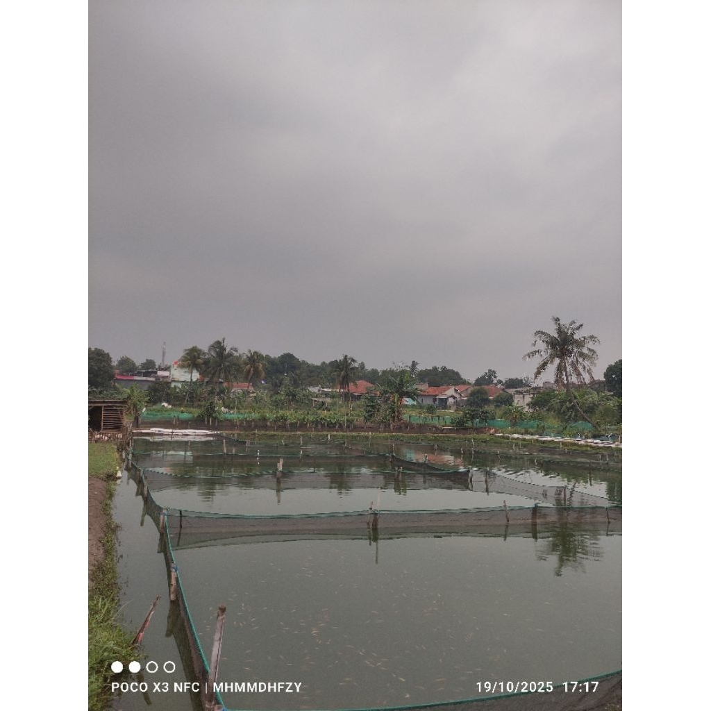 benih mujair/nila merah berkualitas isi 50