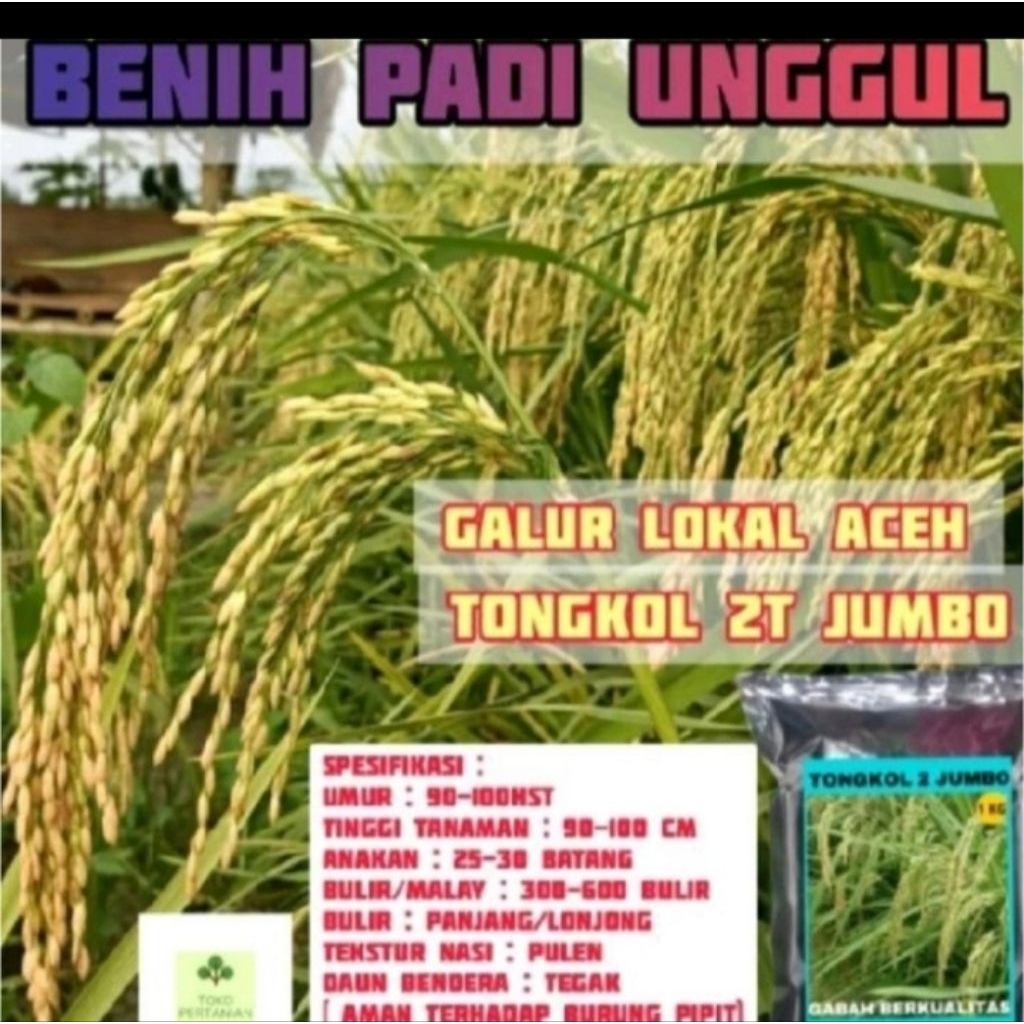 Benih padi 2 tongkol jumbo kemasan 1kg