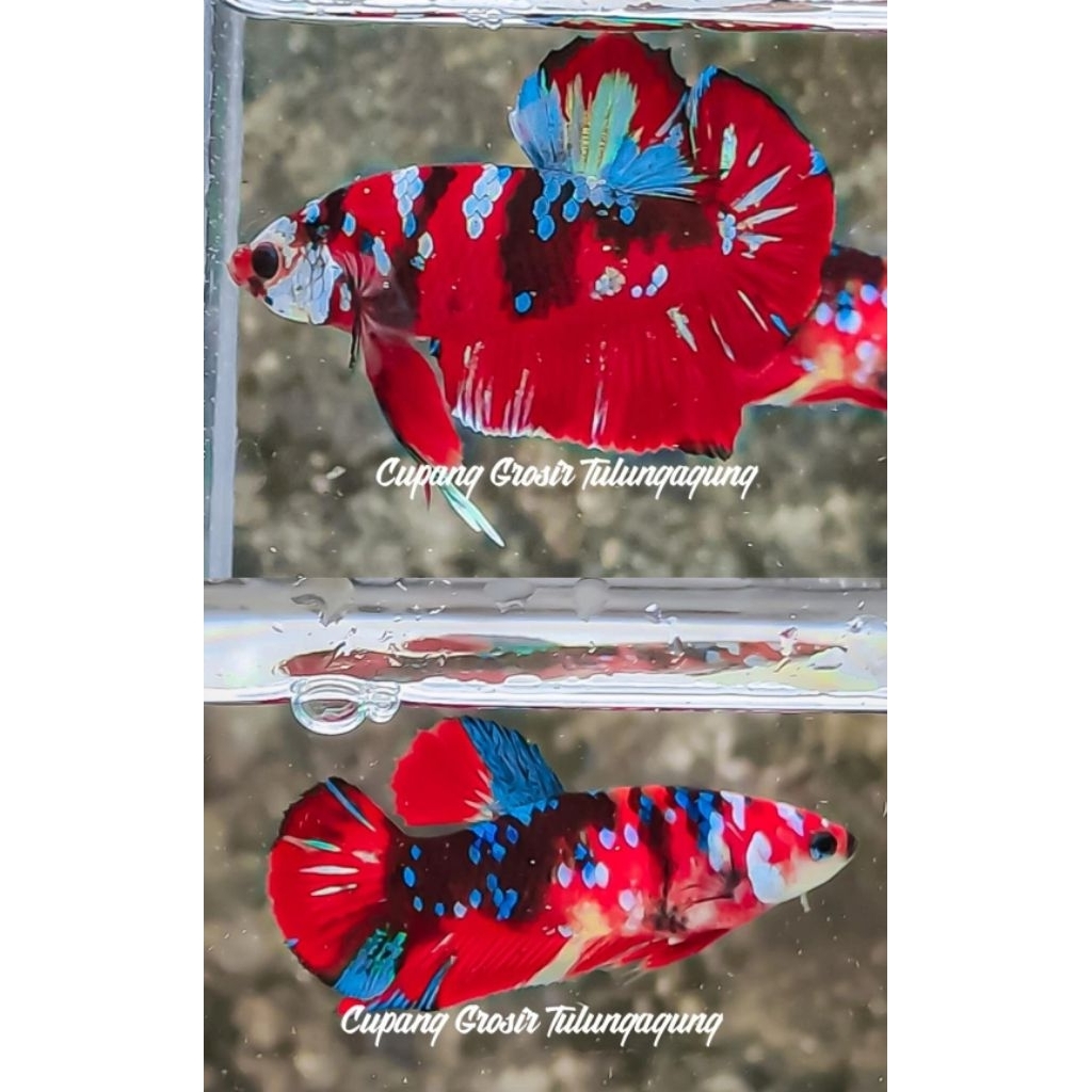 BAHANAN RED KOI GALAXY 3,5 BULAN TOP GRADE 10K