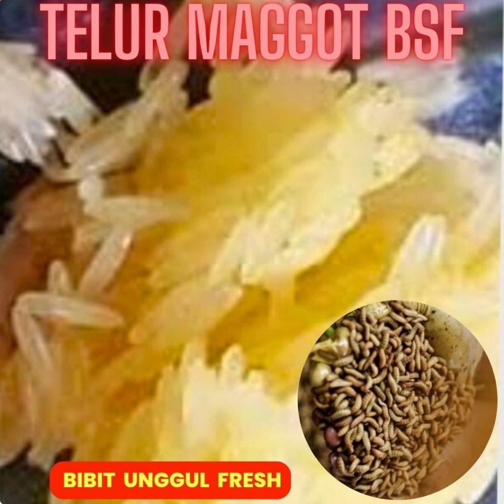 Telor maggot bsf telur lalat BSF telor BSF paket 20gram + 5gram bonus