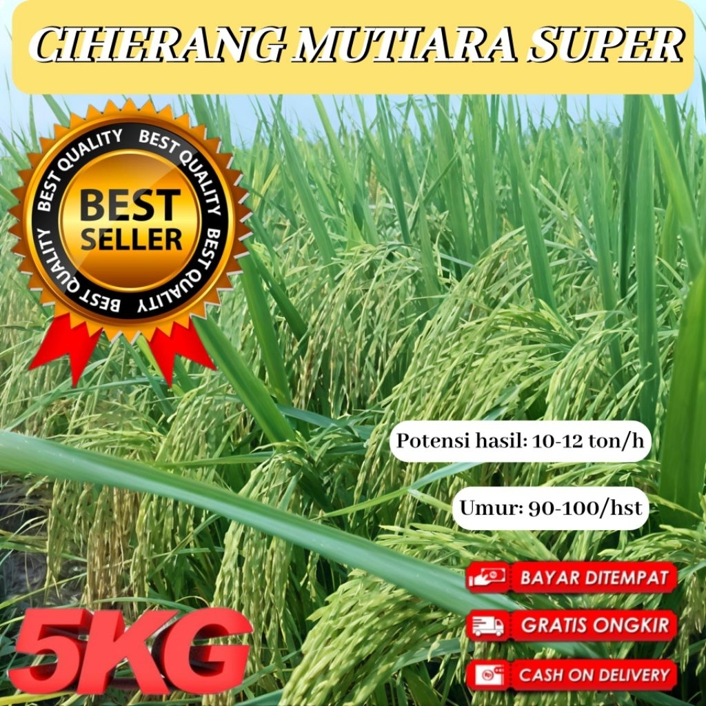 Bibit benih padi Ciherang mutiara super unggul berkualitas kemasan 5 kg