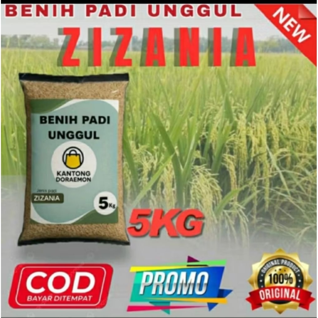 Benih padi unggul zizania 5kg