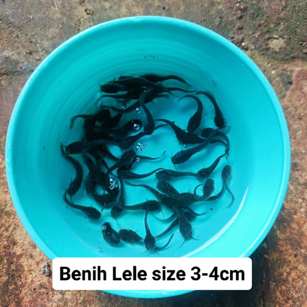 Bibit Ikan Lele ukuran 3-4cm paketan 100 ekor
