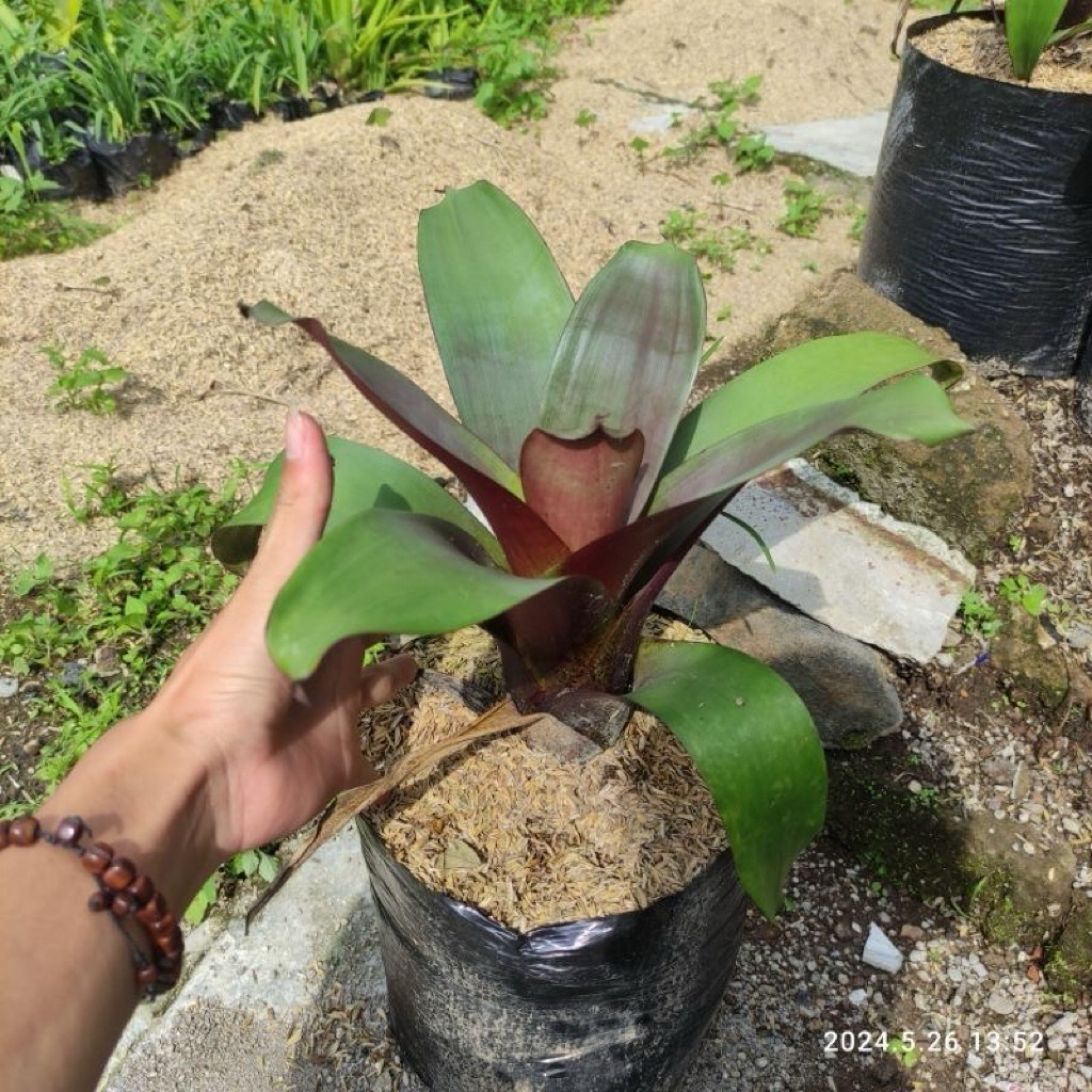 ( TERMURAH ) Tanaman Hias Bromelia Giant Bromelia Besar Jumbo - Bunga Bromelia Giant