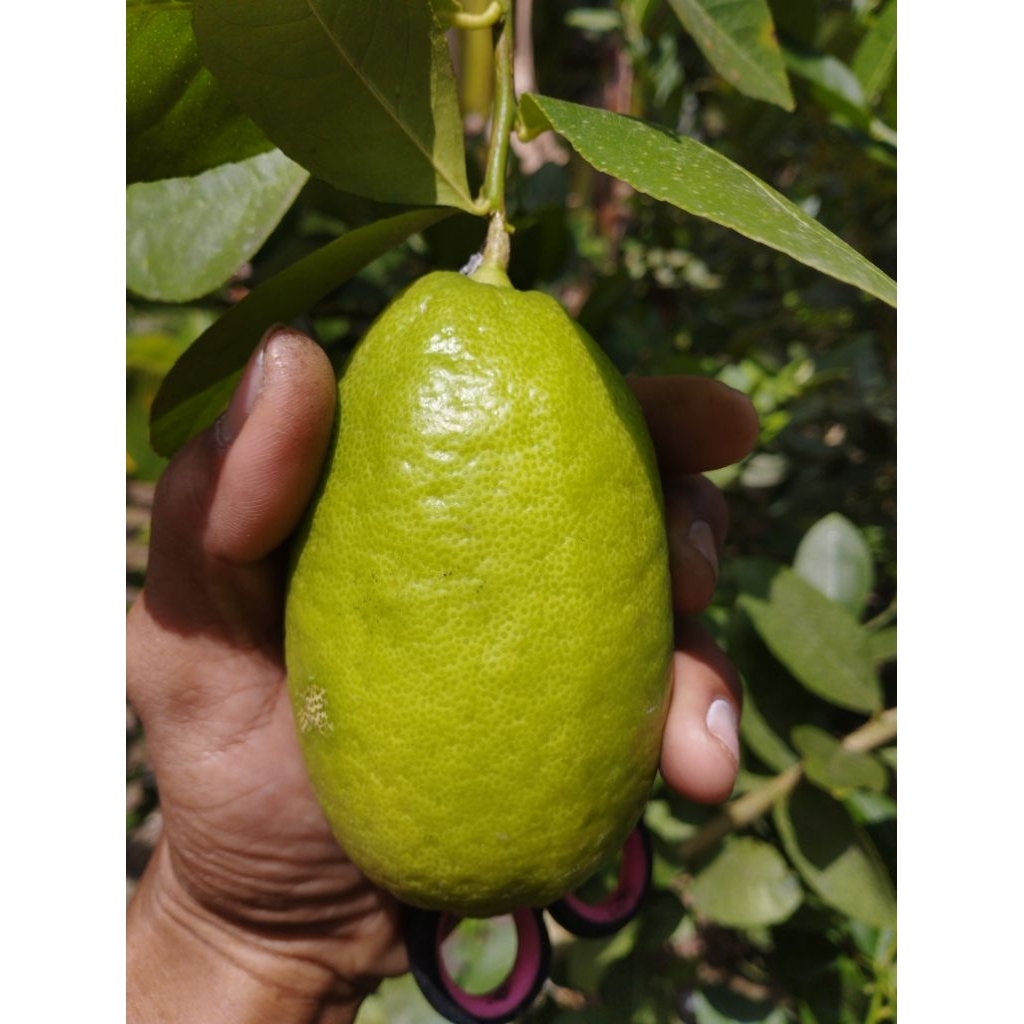 Bibit Jeruk Lemon Jumbo