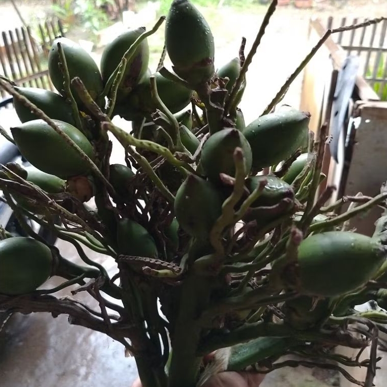 buah pinang muda obat kuat berat 1 kg pinang muda obat herbal