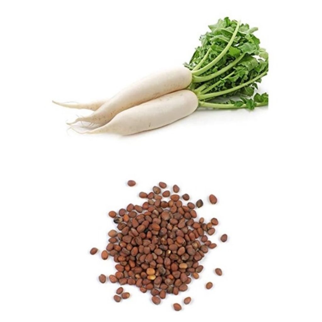 benih sayur lobak putih tanaman lobak benih sayuran lobak