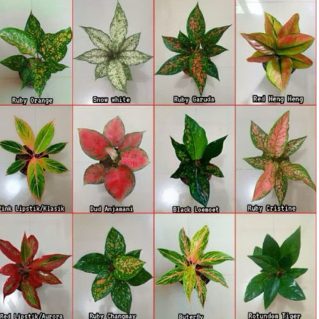 Paket Promo 9 Tanaman Bunga Aglonema Cantik Aduhaii