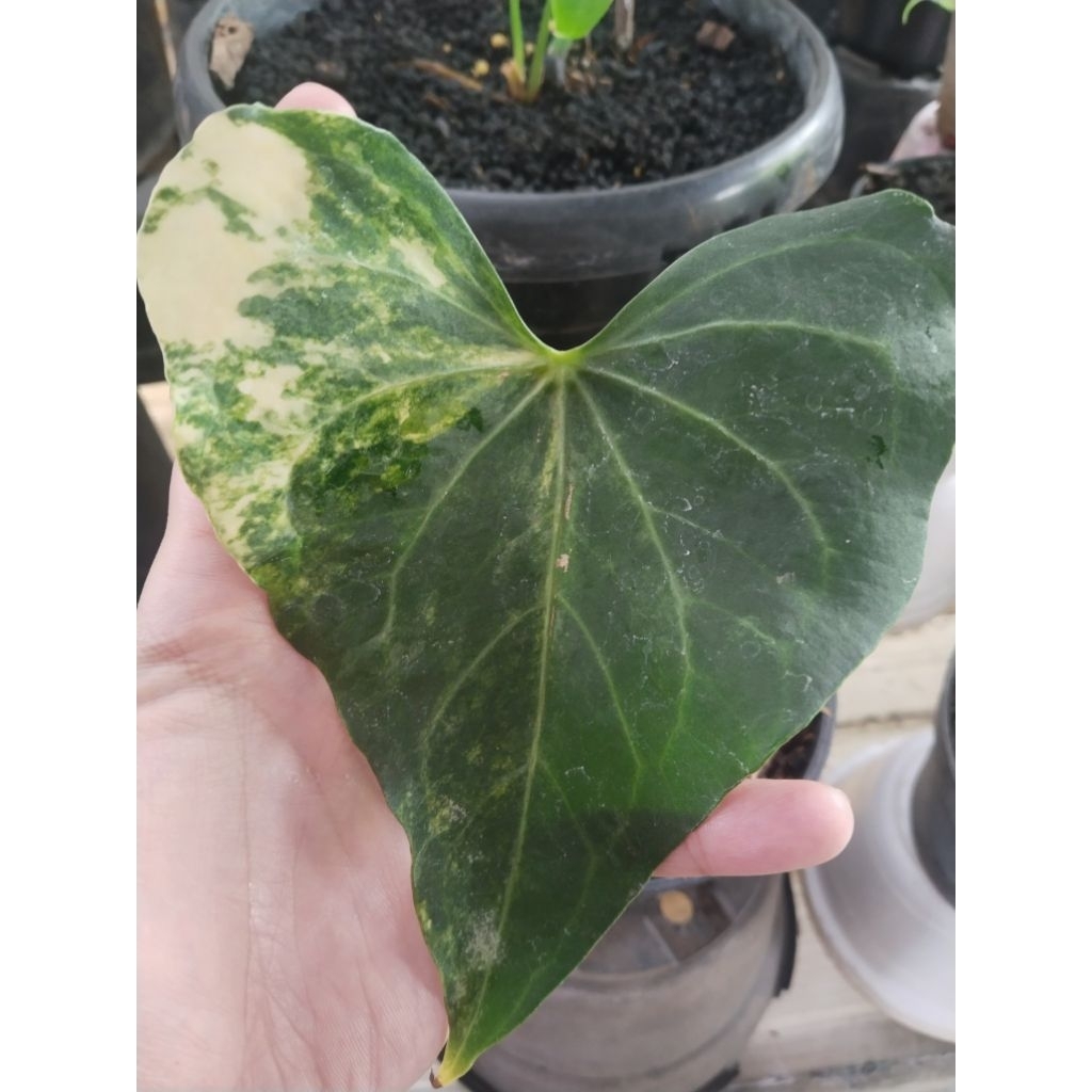 anthurium king clarinervium varigata mewah ( bonggol)