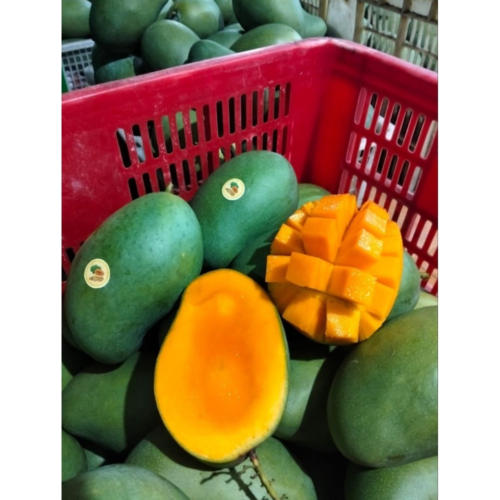 MANGGA ALPUKAT KLONAL 21 BANGIL MATENG POHON