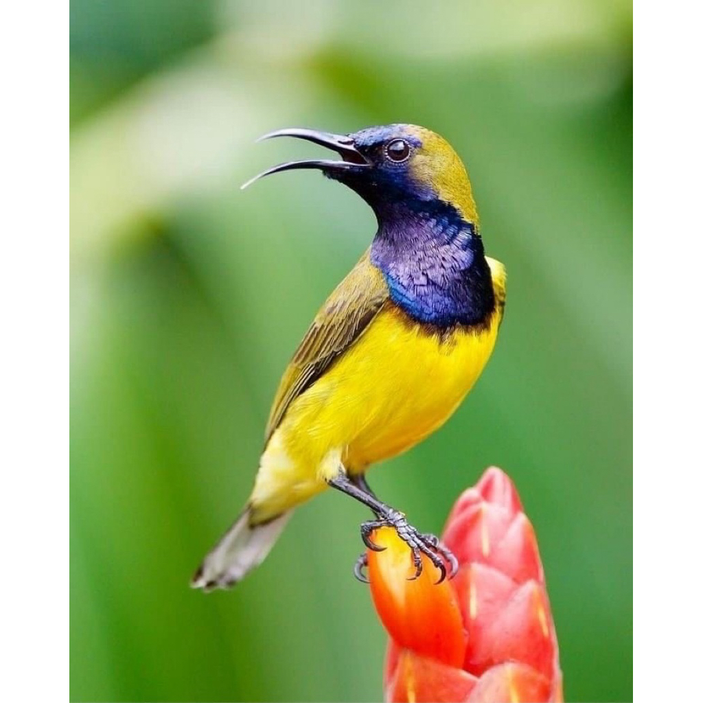 burung sogon trotol/metalik