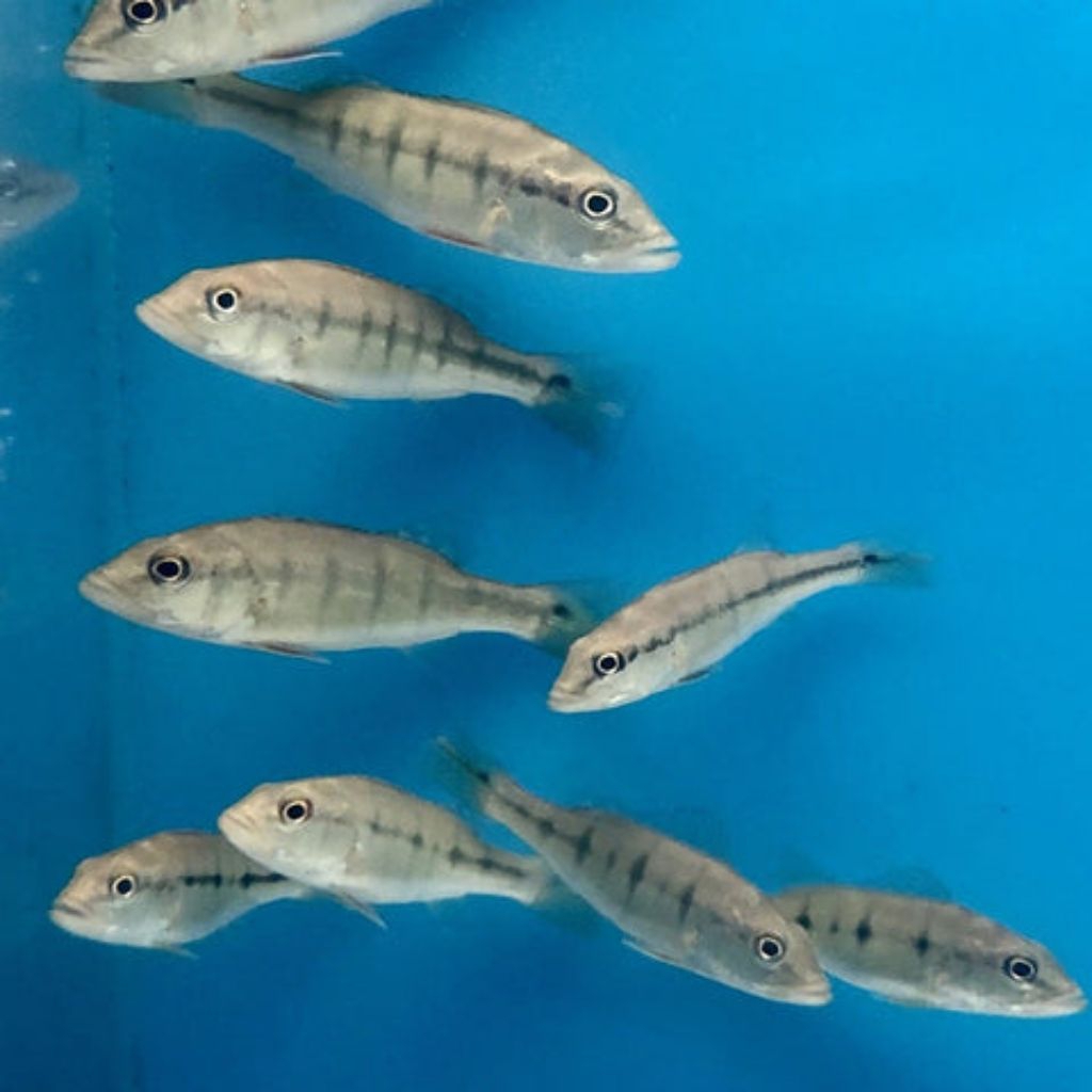 diskon pbass intermedia