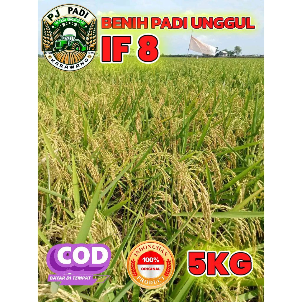 BENIH PADI BERKUALITAS IF 8 KEMASAN 5KG
