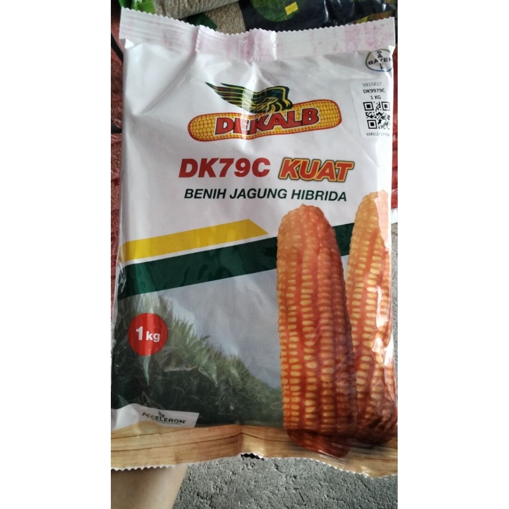 DK 79c KUAT