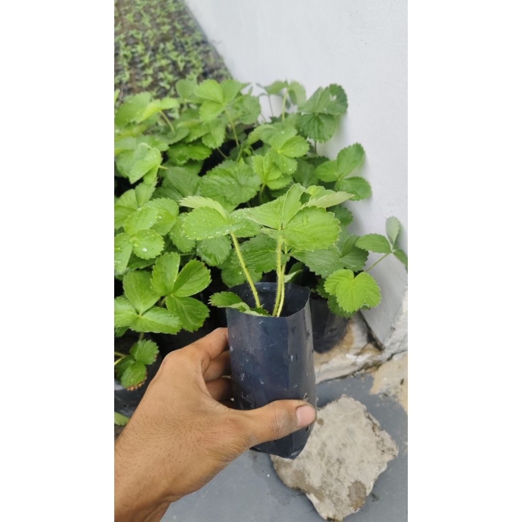 bibit strawberry dataran rendah