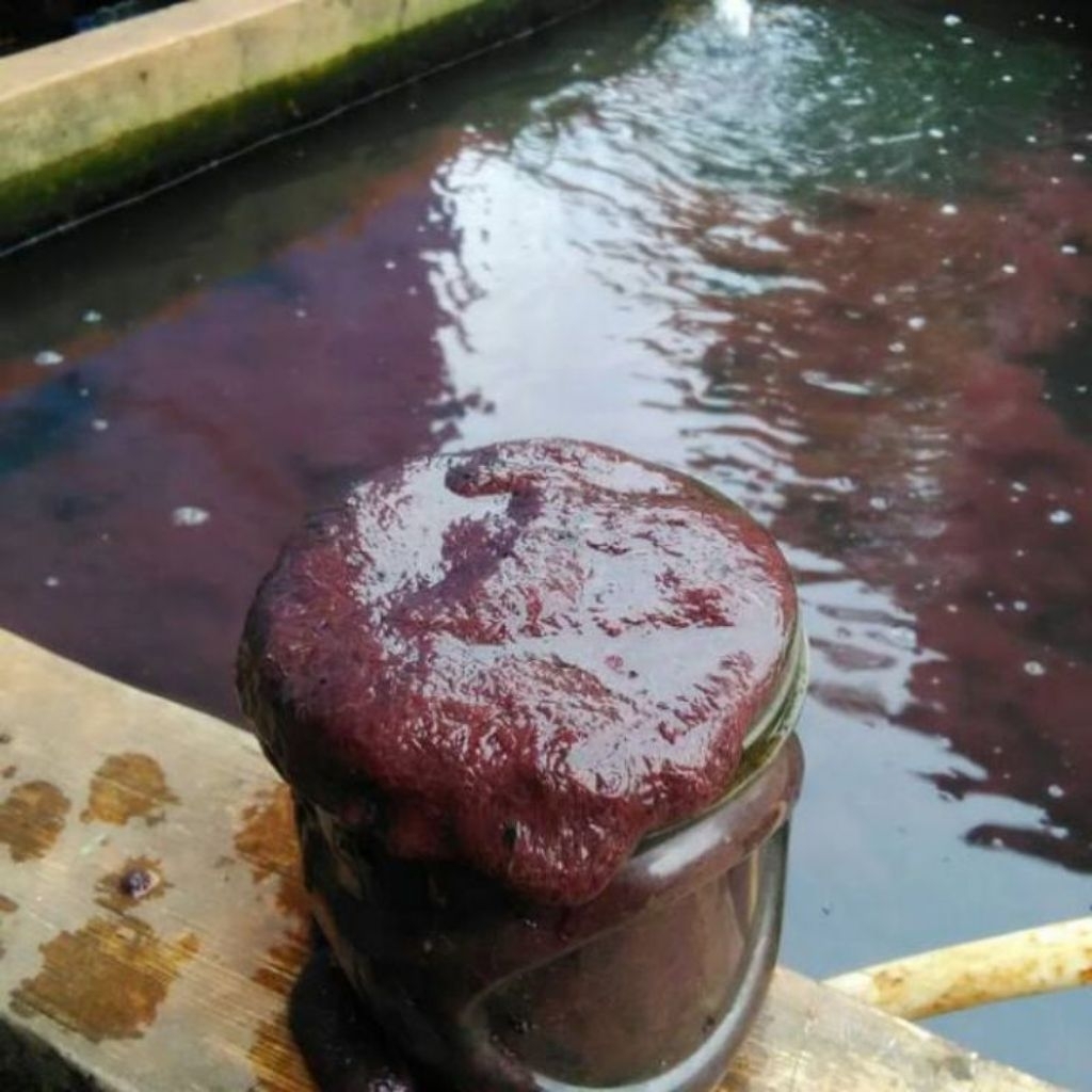 HIASAN-cacing sutra 1 LITER FRESH