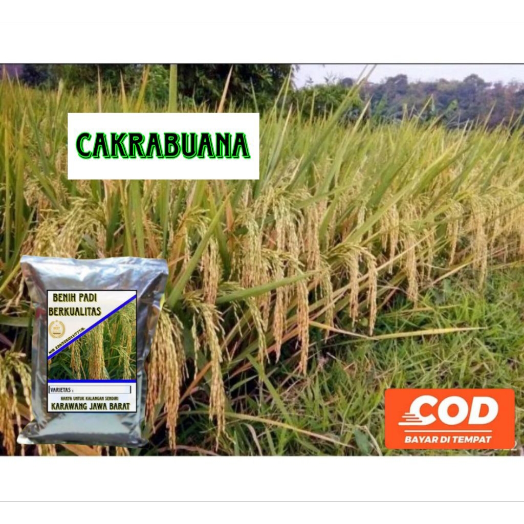 BENIH PADI CB CAKRABUANA 05 1KG