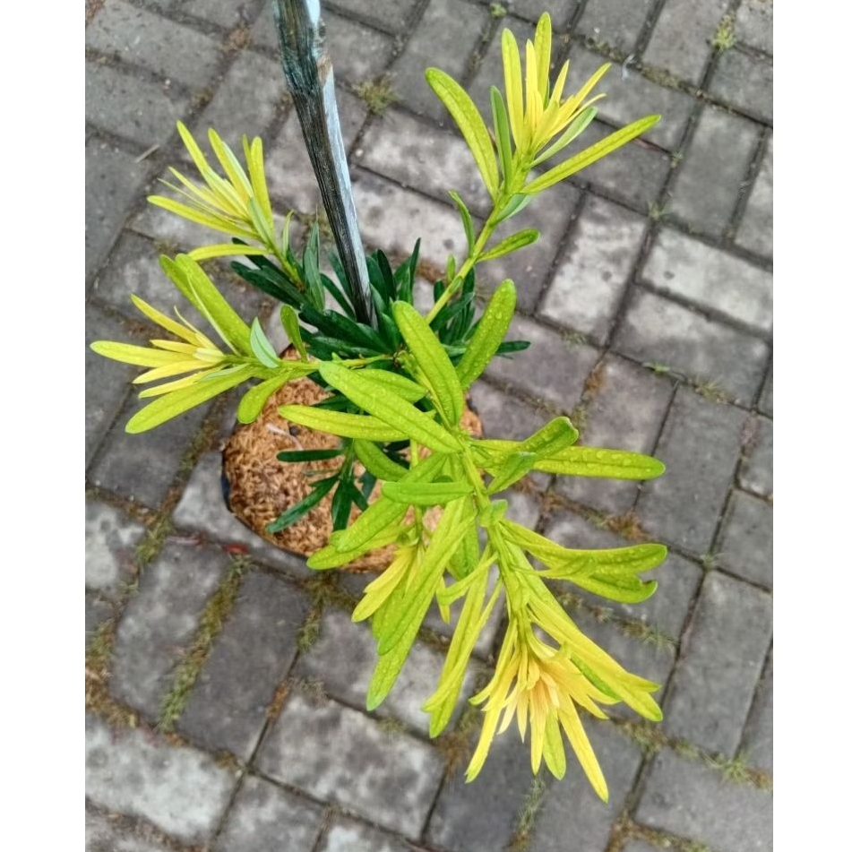 Tanaman Hias Lohansung Pucuk Kuning Real