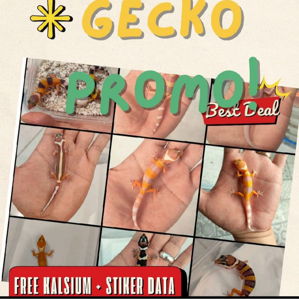 Gecko Termurah | Mainan Gecko Leopard